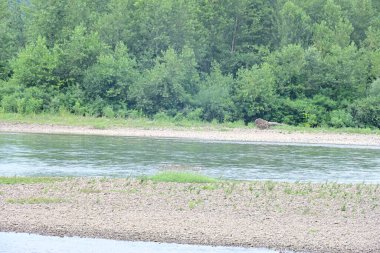 Nehrin ormandaki gündüz görüntüsü