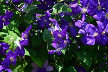 Güneşli yaz gününde bahçede büyüyen güzel çiçeklerin yakın çekimi..                        