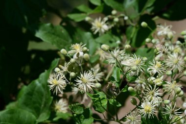 Güneşli yaz gününde bahçede büyüyen güzel çiçeklerin yakın çekimi..                        