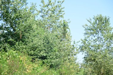 yeşil ağaçlar mavi gökyüzü arka planına karşı