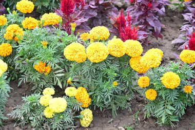 Güneşli yaz gününde bahçede büyüyen güzel çiçeklerin yakın çekimi..                        