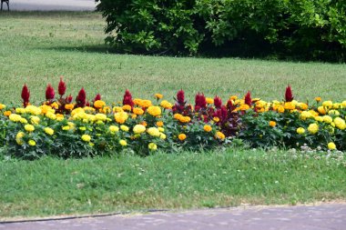 Parkın güzel manzarası 