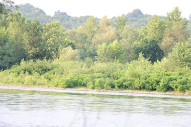 Orman doğası manzaralı nehir 