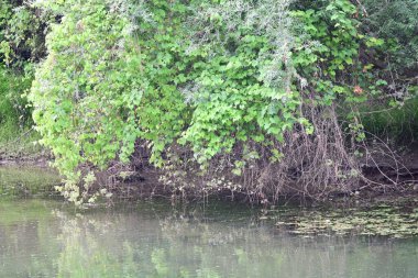 Orman doğası manzaralı nehir 
