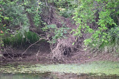 Orman doğası manzaralı nehir 