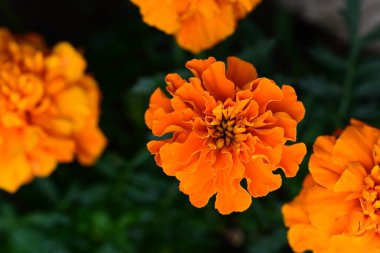 Güneşli yaz gününde bahçede büyüyen güzel çiçeklerin yakın çekimi..                        