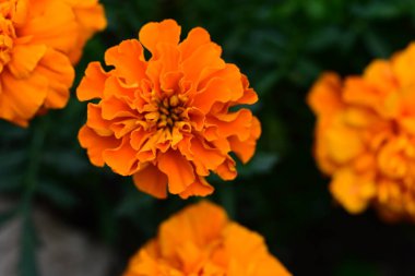 Güneşli yaz gününde bahçede büyüyen güzel çiçeklerin yakın çekimi..                        