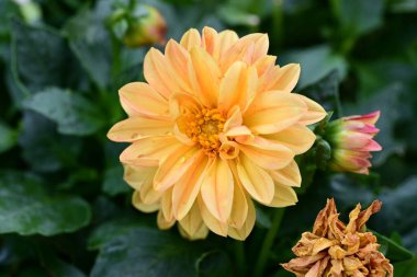 Güneşli yaz gününde bahçede büyüyen güzel çiçeklerin yakın çekimi..                        