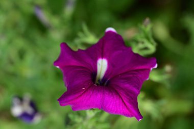 Bahçede açan güzel çiçeğin yakın görüntüsü 