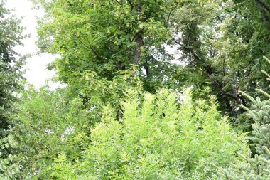 Ormandaki ağaçlar yeşillik arka planda 