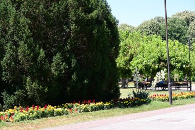 Yazın huzurlu kırsal manzaranın güzel manzarası