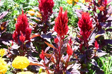 Bahçedeki canlı renkli çiçeklerin yakın görüntüsü.