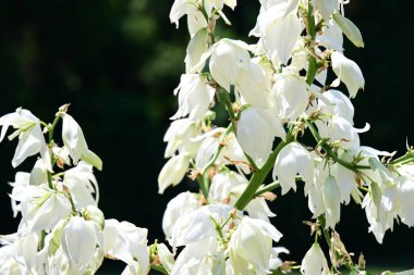 Bahar bahçesinde açan güzel çiçeklerin yakın plan görüntüsü, doğa manzarası               