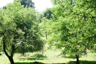 Ormandaki ağaçlar yeşillik arka planda 