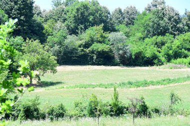 Ormandaki ağaçlar yeşillik arka planda 