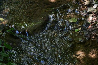 Orman manzaralı su akıntısı 