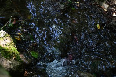 Orman manzaralı su akıntısı 