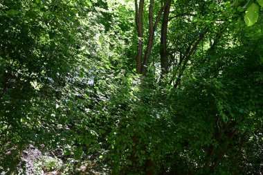 Ormandaki ağaçlar yeşillik arka planda 