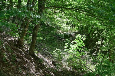 Ormandaki ağaçlar yeşillik arka planda 