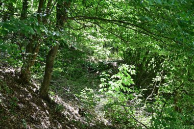 Ormandaki ağaçlar yeşillik arka planda 