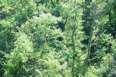 Ormandaki ağaçlar yeşillik arka planda 