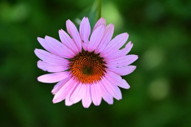 Çiçek tarlasında, yaz bahçesinde güzel çiçeklere yakın. 