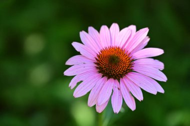 Çiçek tarlasında, yaz bahçesinde güzel çiçeklere yakın. 