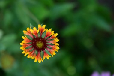 Çiçek tarlasında, yaz bahçesinde güzel çiçeklere yakın. 