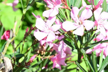 Yaz bahçesinde açan güzel çiçeklerin yakın plan görüntüsü.                             