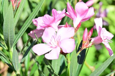 Yaz bahçesinde açan güzel çiçeklerin yakın plan görüntüsü.                             