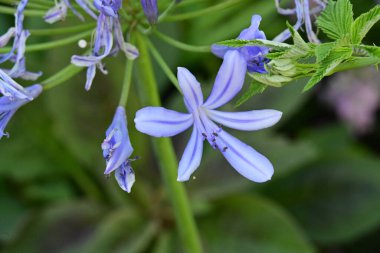 Yaz bahçesinde açan güzel çiçeklerin yakın plan görüntüsü.                             