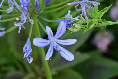 Çiçek tarlasında, yaz bahçesinde güzel çiçeklere yakın. 