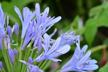 Yaz bahçesinde açan güzel çiçeklerin yakın plan görüntüsü.                             