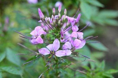 Yaz bahçesinde açan güzel çiçeklerin yakın plan görüntüsü.                             