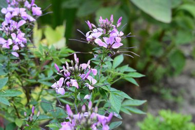 Yaz bahçesinde açan güzel çiçeklerin yakın plan görüntüsü.                             