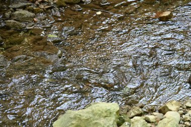 Ormandaki su akıntısı. Yakın görüş.