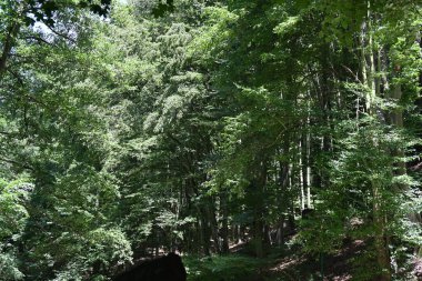 Orman manzaralı güzel manzara 