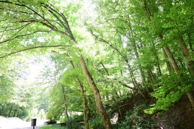 Orman manzaralı güzel manzara 