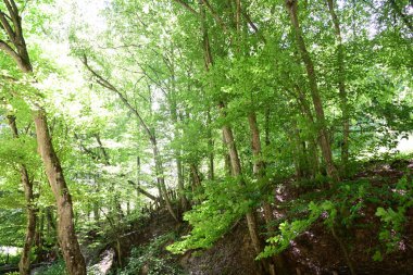 Orman manzaralı güzel manzara 