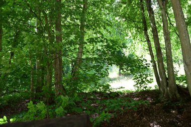 Orman manzaralı güzel manzara 