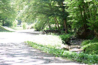 Orman manzaralı güzel manzara 