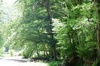 Orman manzaralı güzel manzara 