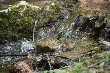 Ormandaki su akıntısı. Yakın görüş.