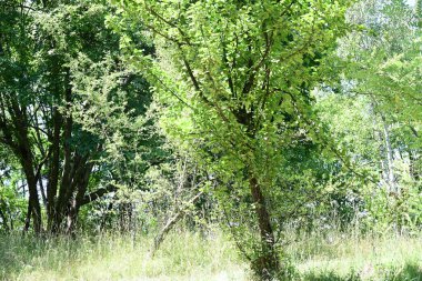 Orman manzaralı güzel manzara 
