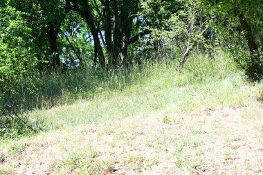 Orman manzaralı güzel manzara 