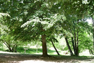 Orman manzaralı güzel manzara 