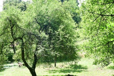 Orman manzaralı güzel manzara 