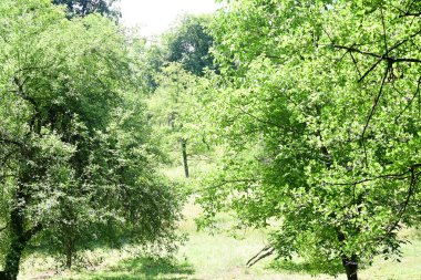 Orman manzaralı güzel manzara 