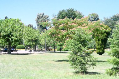 Yazın huzurlu kırsal manzaranın güzel manzarası