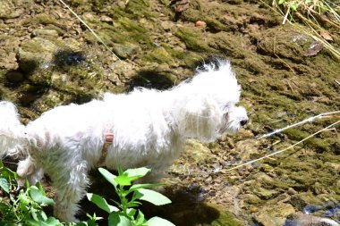 Beyaz, sevimli, açık hava köpekleri.